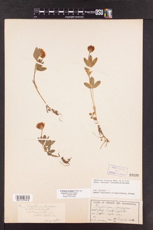 Trifolium longipes image