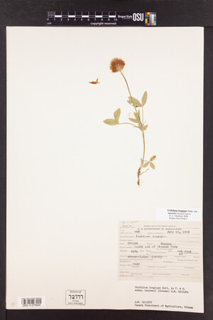 Trifolium longipes image