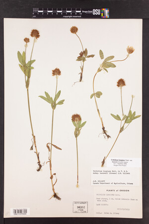 Trifolium longipes image