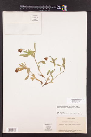 Trifolium longipes image