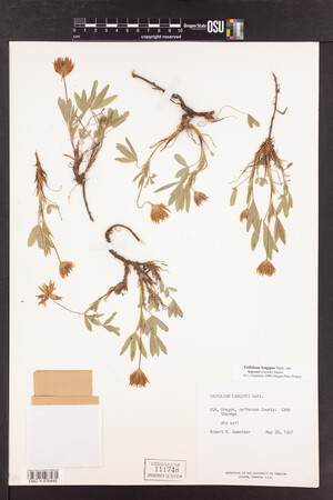 Trifolium longipes image