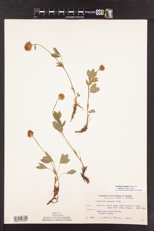 Trifolium longipes image