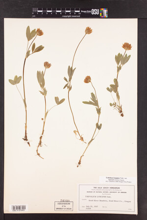 Trifolium longipes image