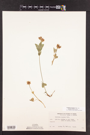 Trifolium longipes image