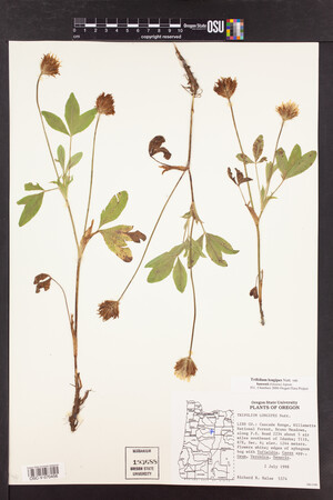 Trifolium longipes image