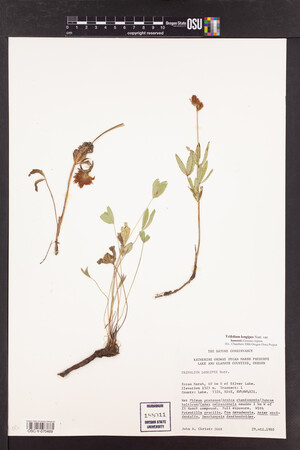 Trifolium longipes image