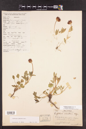 Trifolium longipes image