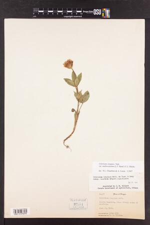 Trifolium longipes image