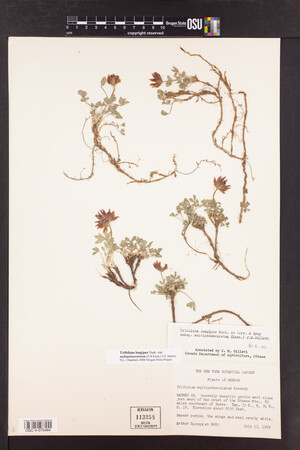 Trifolium longipes image