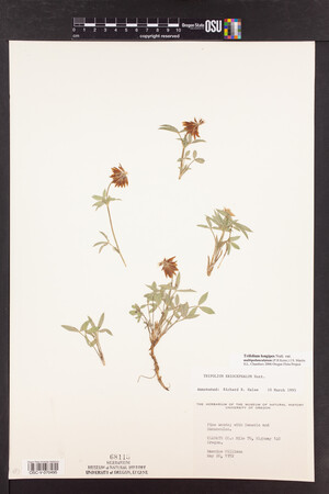 Trifolium longipes image