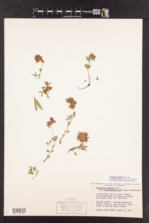 Trifolium longipes image