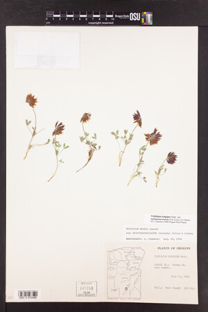 Trifolium longipes image