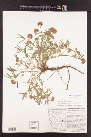 Trifolium longipes image