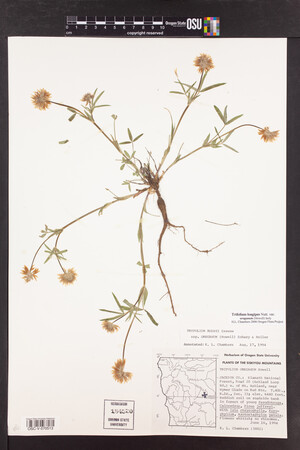 Trifolium longipes image