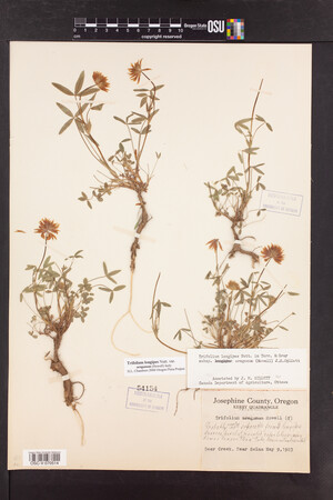 Trifolium longipes image