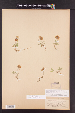 Trifolium longipes subsp. reflexum image