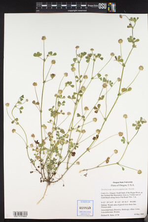 Trifolium microcephalum image