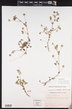 Trifolium microcephalum image