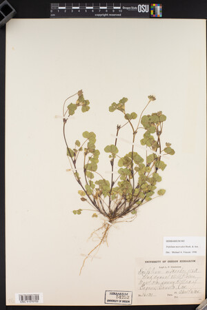 Trifolium microdon image