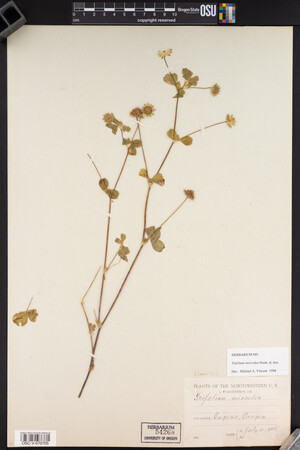 Trifolium microdon image