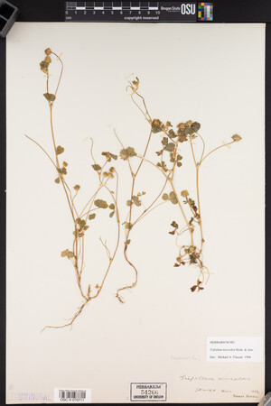 Trifolium microdon image