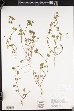 Trifolium microdon image