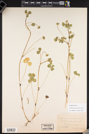 Trifolium microdon image