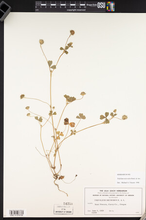 Trifolium microdon image