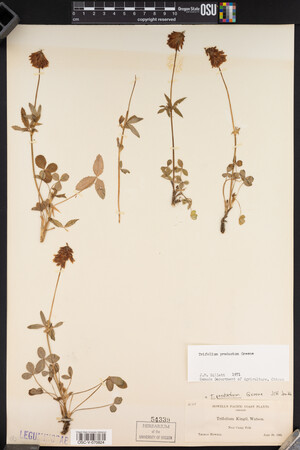 Trifolium productum image