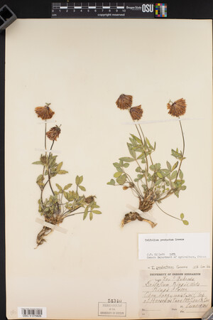 Trifolium productum image