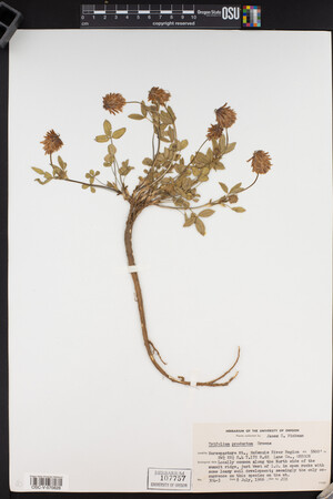 Trifolium productum image