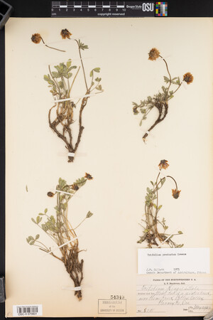 Trifolium productum image