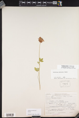 Trifolium productum image