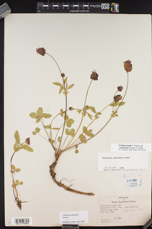 Trifolium productum image