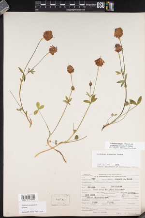 Trifolium productum image