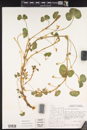 Trifolium subterraneum image