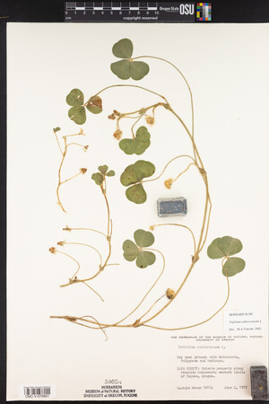 Trifolium subterraneum image