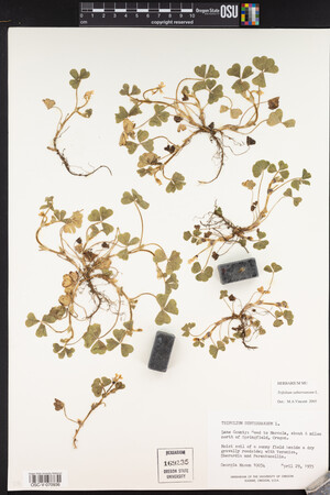 Trifolium subterraneum image