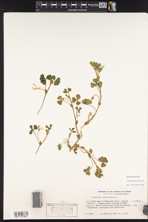 Trifolium subterraneum image