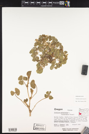 Trifolium subterraneum image