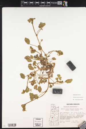 Trifolium subterraneum image