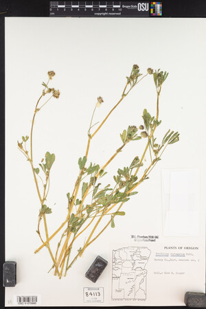 Trifolium variegatum image