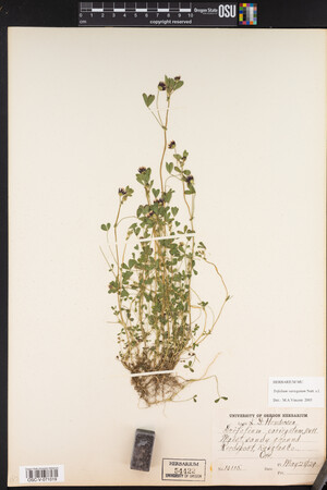 Trifolium variegatum image