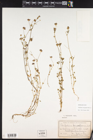 Trifolium variegatum image