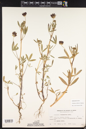 Trifolium willdenovii image