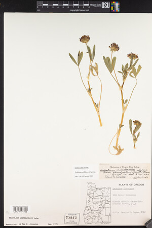 Trifolium willdenovii image