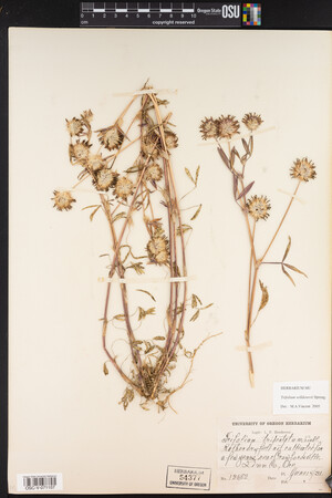 Trifolium willdenovii image