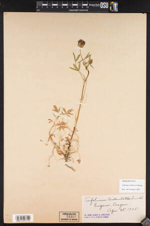 Trifolium willdenovii image