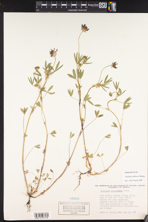 Trifolium willdenovii image