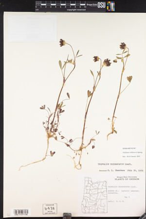 Trifolium willdenovii image